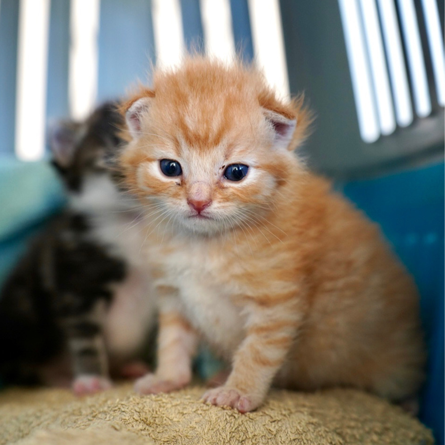 Afbeeldingen 1500x1500 Drie bruine kittens