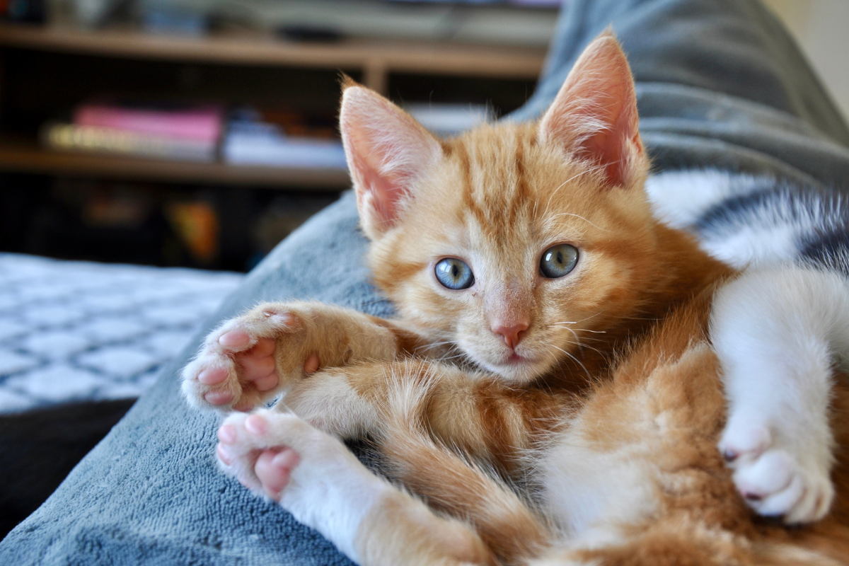 Hero afbeeldingen Rode kitten op schoot